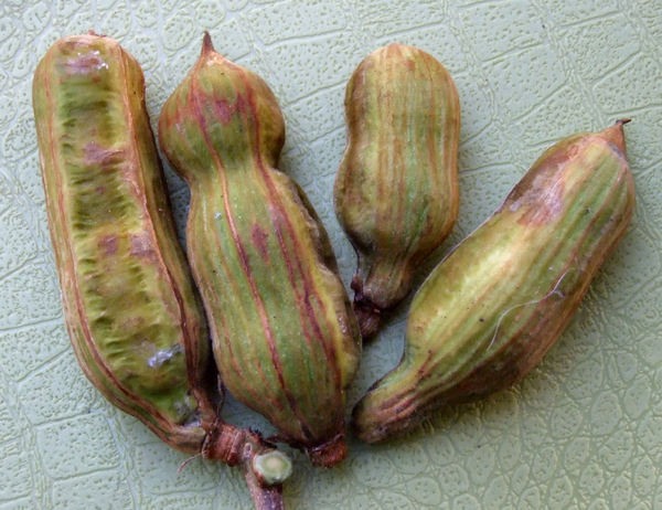 seed pods1