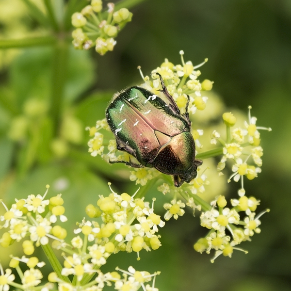 Rose chafer beetle