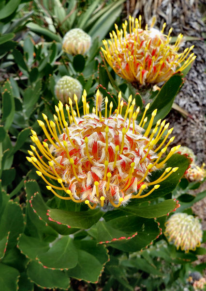 South African wildflowers7
