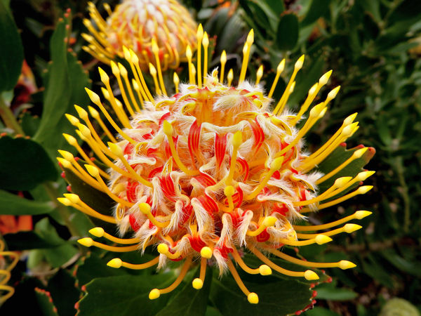 South African wildflowers8