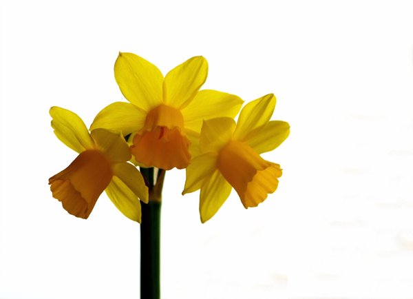 Isolated daffodil