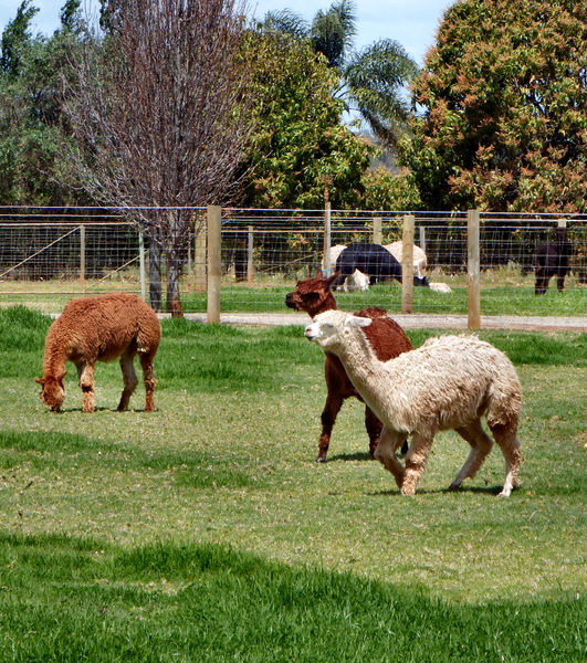 grazing alpacas7