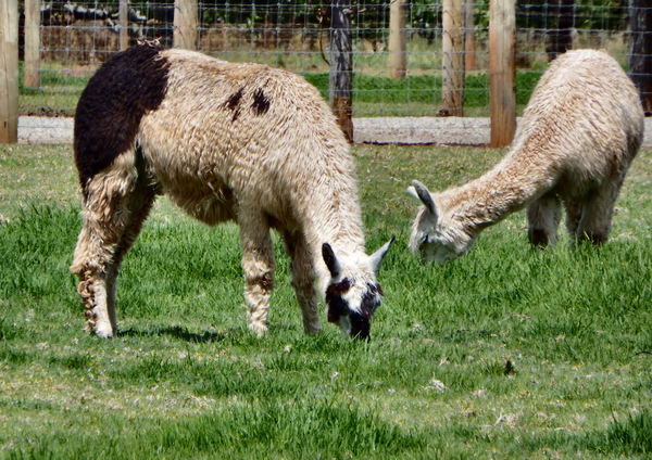 grazing alpacas3