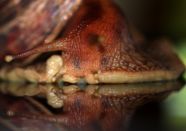The Snail - close-up 2
