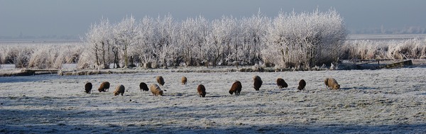 winter in the polder