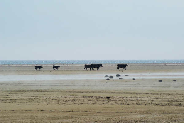Cattle on beach of land, Swed