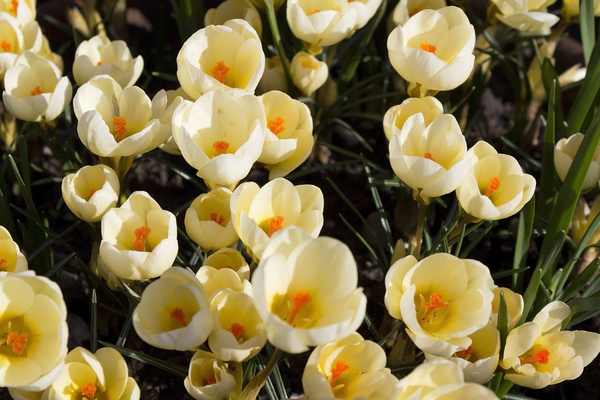 Spring flowers: Crocus flowers in spring in a garden border in England.