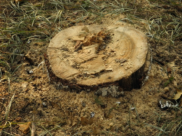 A new tree stump