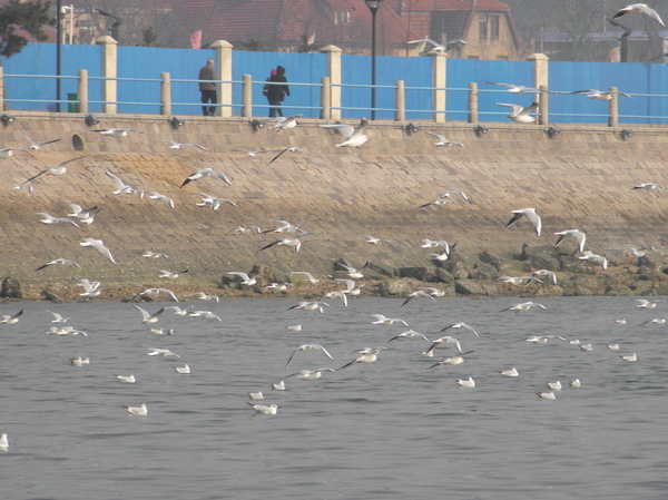 The flying sea gulls