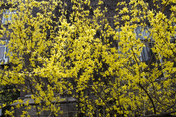 Yellow flowers 1