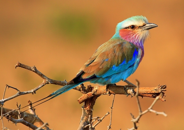 Lilac-breasted Roller: Beautiful bird with rainbow colours