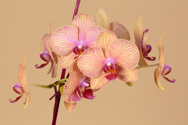 flores de las orquídeas: 