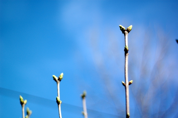 spring: Newly grown leaves.