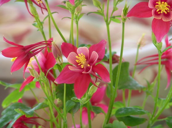 Origami Red & White Columbine: Origami Red & White Columbine plant makes a wonderful splash of color on your deck or in your flowerbed with Spring blooms.