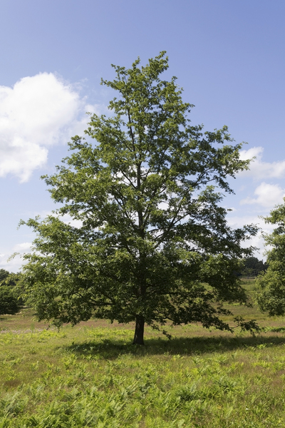 Sessile oak tree
