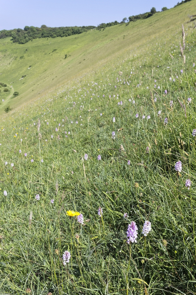Orchid hillside