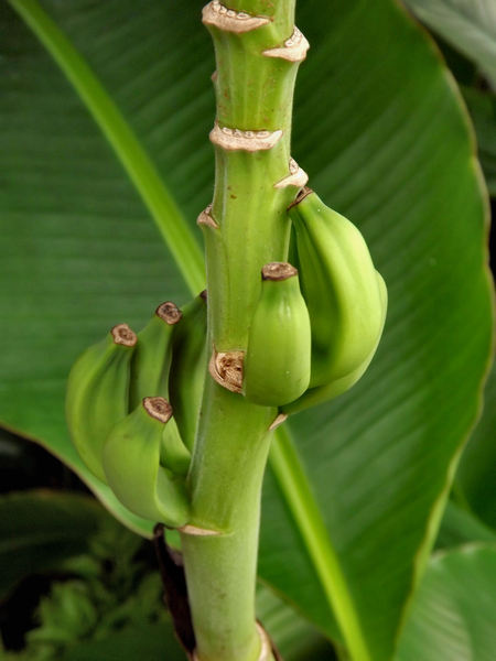 banana growth3