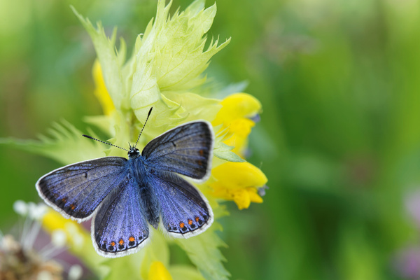 blauer Schmetterling: 