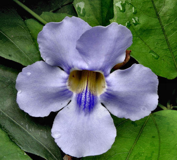 deep throated violet flower1