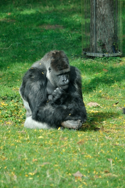 Gorillas 3