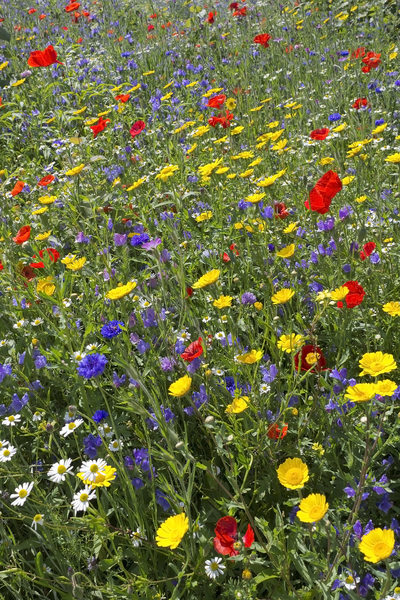 Wild flowers: Wild summer flowers characteristic of traditional cornfields in England.
