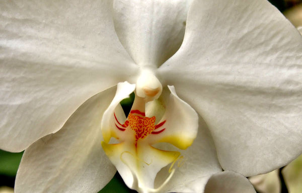 intricate orchids10b