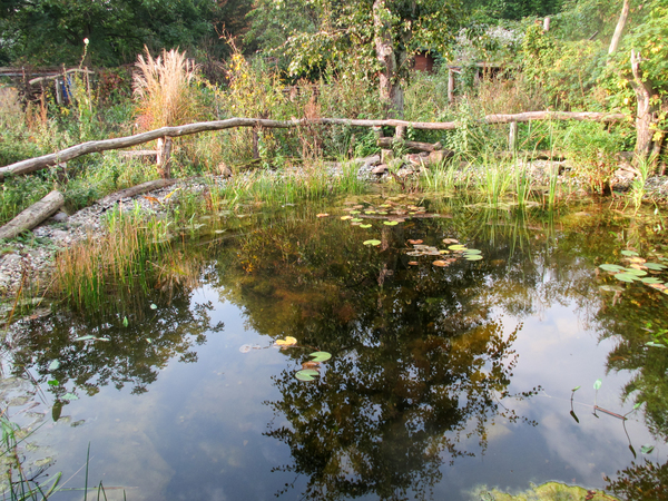 pond scenery