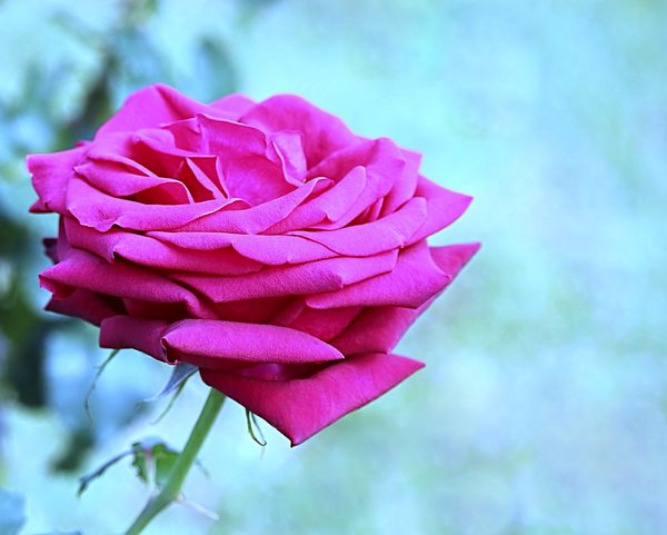 Pink Rose 4