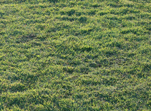 Grass in Afternoon Light