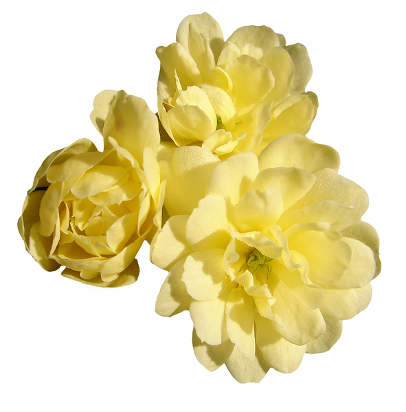 yellow banksia rose