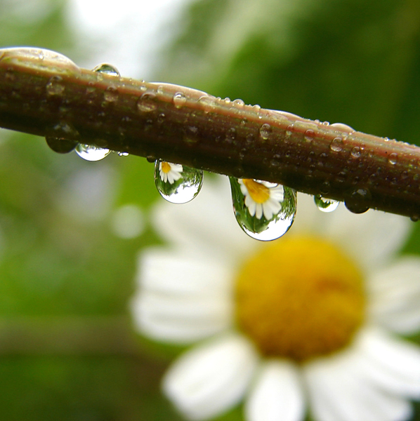 raindrops with flower reflecti