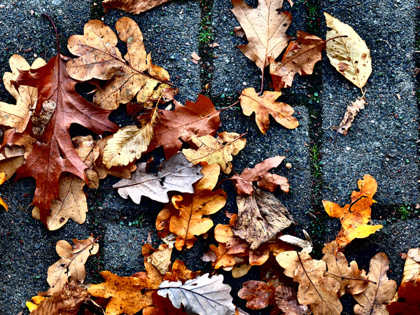 Leaves on concrete