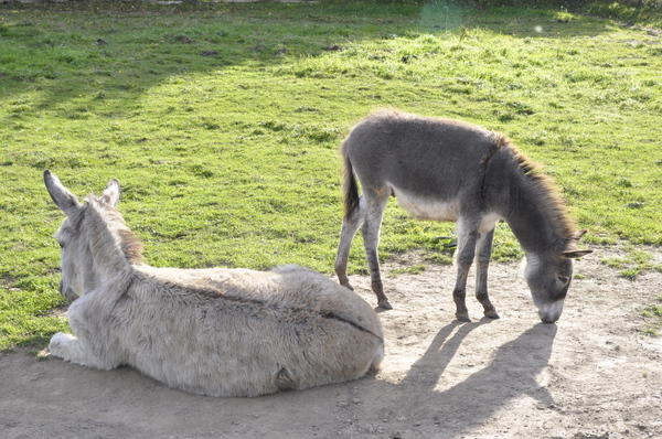 Donkey and foal 2