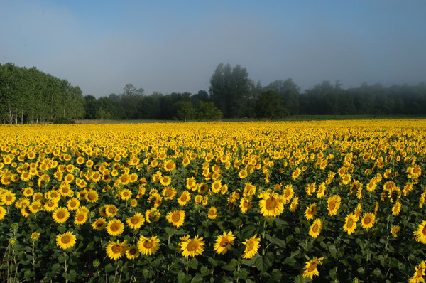 Sunflowers field: Sunflowers fieldHave a look at pic 396303 