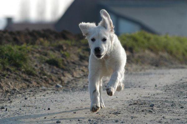 Running dog