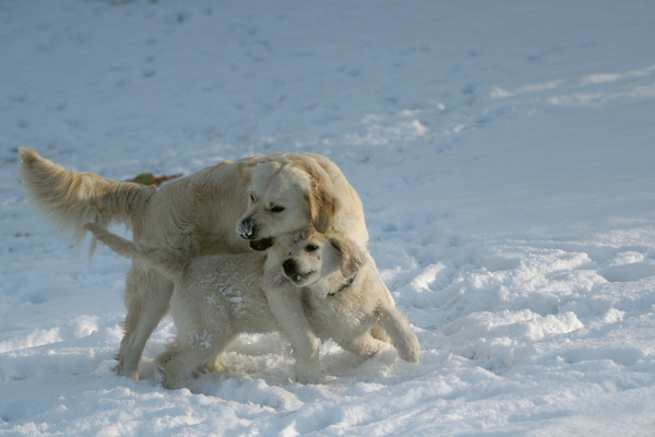 Dogs in the snow 3