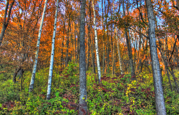 Beautiful Autumn Forest: Trees in the autumn forest at Perrot State Park, Wisconsin.

If you use this photo please consider crediting http://www.goodfreephotos.com .