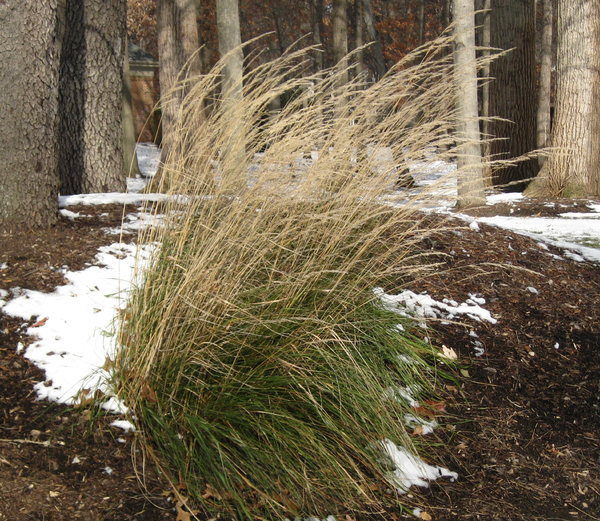 Ornamental grass in winter