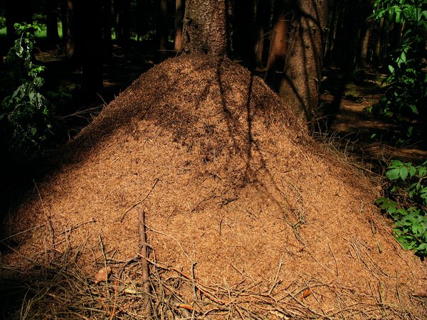 Anthill in the woods.