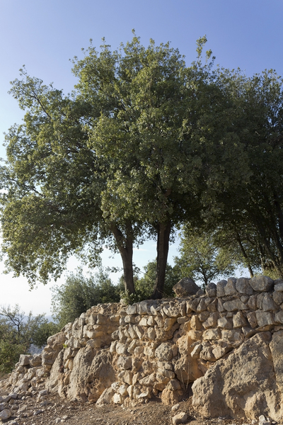 Trees on a wall