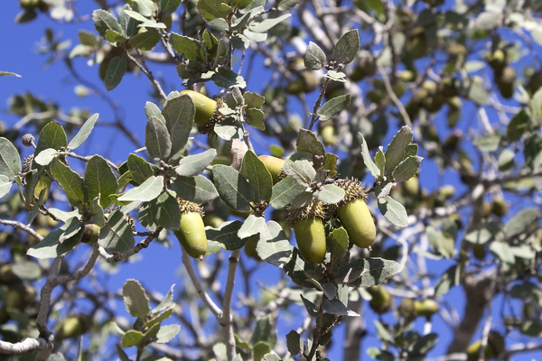 Tabor Oak acorns