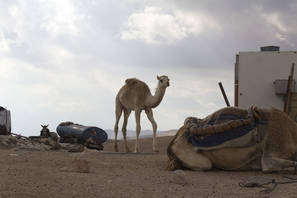 Israel camels