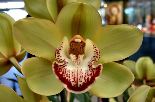 intricate orchids24
