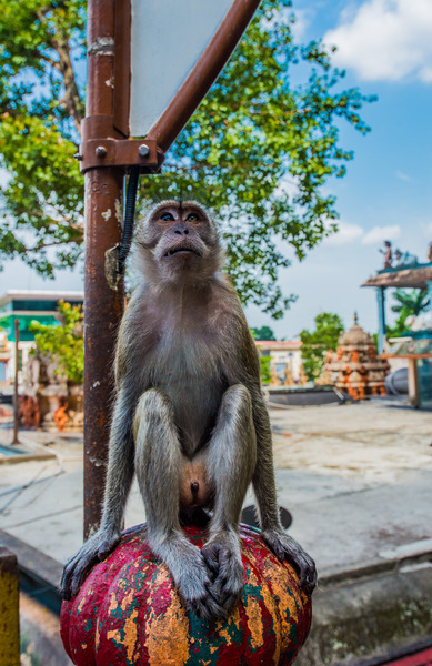 Macaque Monkey Sitting on Top: Macaque Monkey Sitting on Top of Post on Stairs at Batu Caves in Malaysia