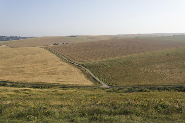 Downland landscape