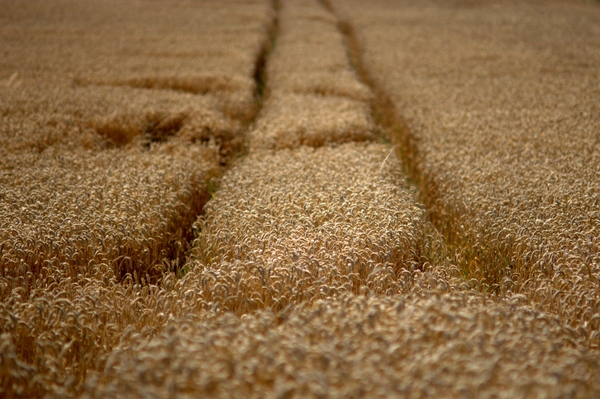 Wheat field with tracks