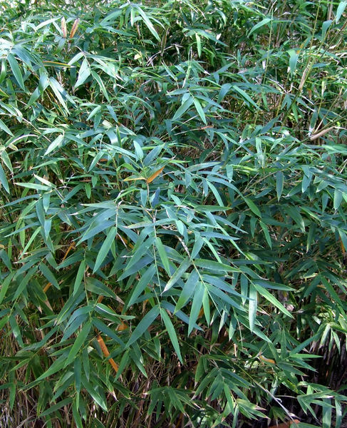 thin bamboo clump
