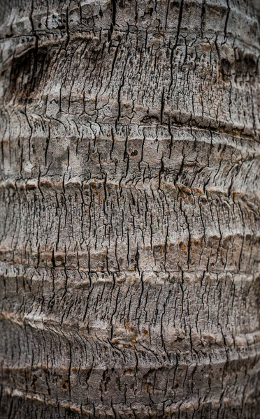 Palm Tree Bark: Textured