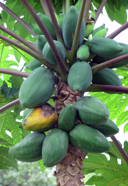 papaya fruit tree