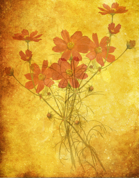 Androsace Foliosa: Botanical background